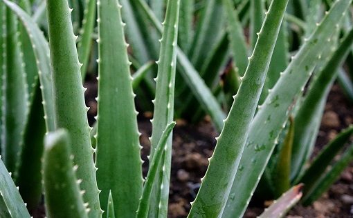 Benefits Of Aloe Vera 