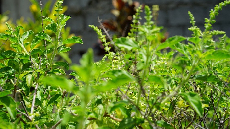 Tulsi-ke-fayde